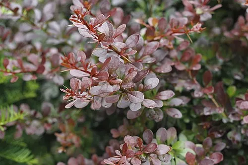 Berberine HCl